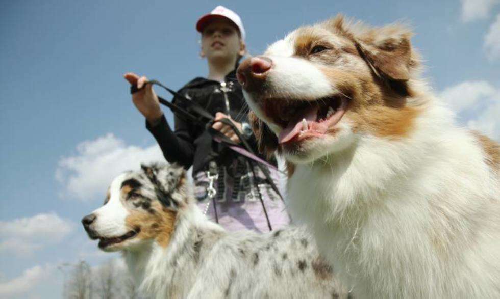  Francuski pies dowodny barbet, tybetański lhasa apso, czy cairn terrier – to tylko niektóre z psów, jakie można było zobaczyć w niedzielę na wystawie psów rasowych. <br></br>
<iframe width="580" height="325" src="http://www.youtube.com/embed/H0Dz1_MWl4s" frameborder="0" allowfullscreen></iframe> <br></br>
Na stadionie Startu w Lublinie o medale i tytuły walczyło kilkaset psich piękności. Lublinianie mogli podziwiać psy 160 ras. Uwagę przyciągały m.in. wesołe owczarki australijskie. – To wystawowi showmeni – przyznaje Justyna Rumińska, właścicielka Bezy. – To połączenie świetnego charakteru z pasją do pracy – dodaje. <br></br>
Respekt wśród zwiedzających wystawę budził wielki owczarek podhalański. – Dla właściciela pies ma fantastyczny charakter, bardzo lubi się bawić z moim 2-letnim synem, ale w stosunku do obcych jest ostrożny, pilnuje posesji. Nie proponuję wchodzić, kiedy nas nie ma – mówi Iwona Kozyra, właścicielka psa o imieniu Urwis Unkas Badziar. 