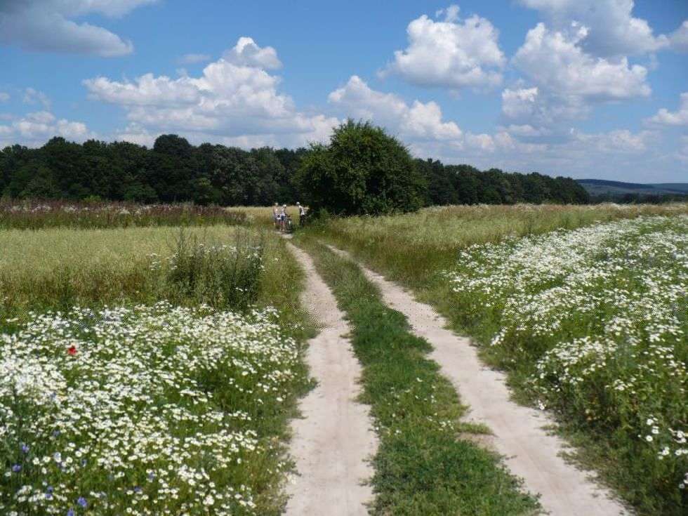  Krajobraz  Lubelszczyzny - polna droga z Izbicy do Orłowa Drewnianego , powiat  Krasnystaw , 2007 r.