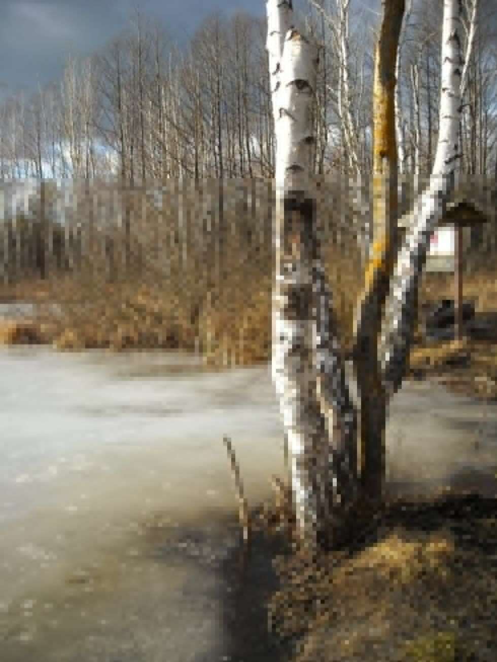  Jezioro Święte (k. Włodawy), marzec 2012