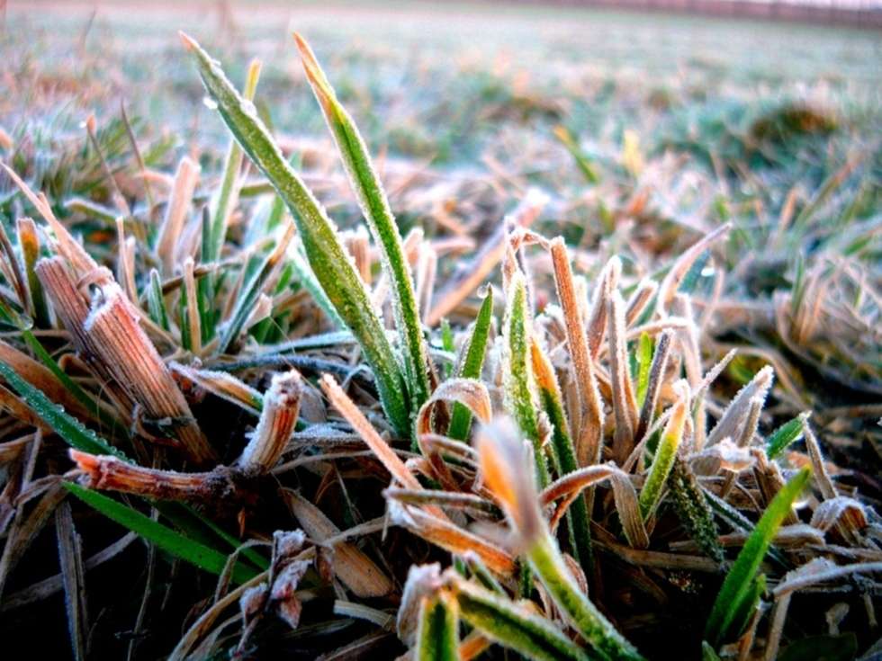  Oszronione źdźbła trawy na łące. Zdjęcie zostało zrobione w mroźny wiosenny poranek 2009 roku w Bystrzejowicach.