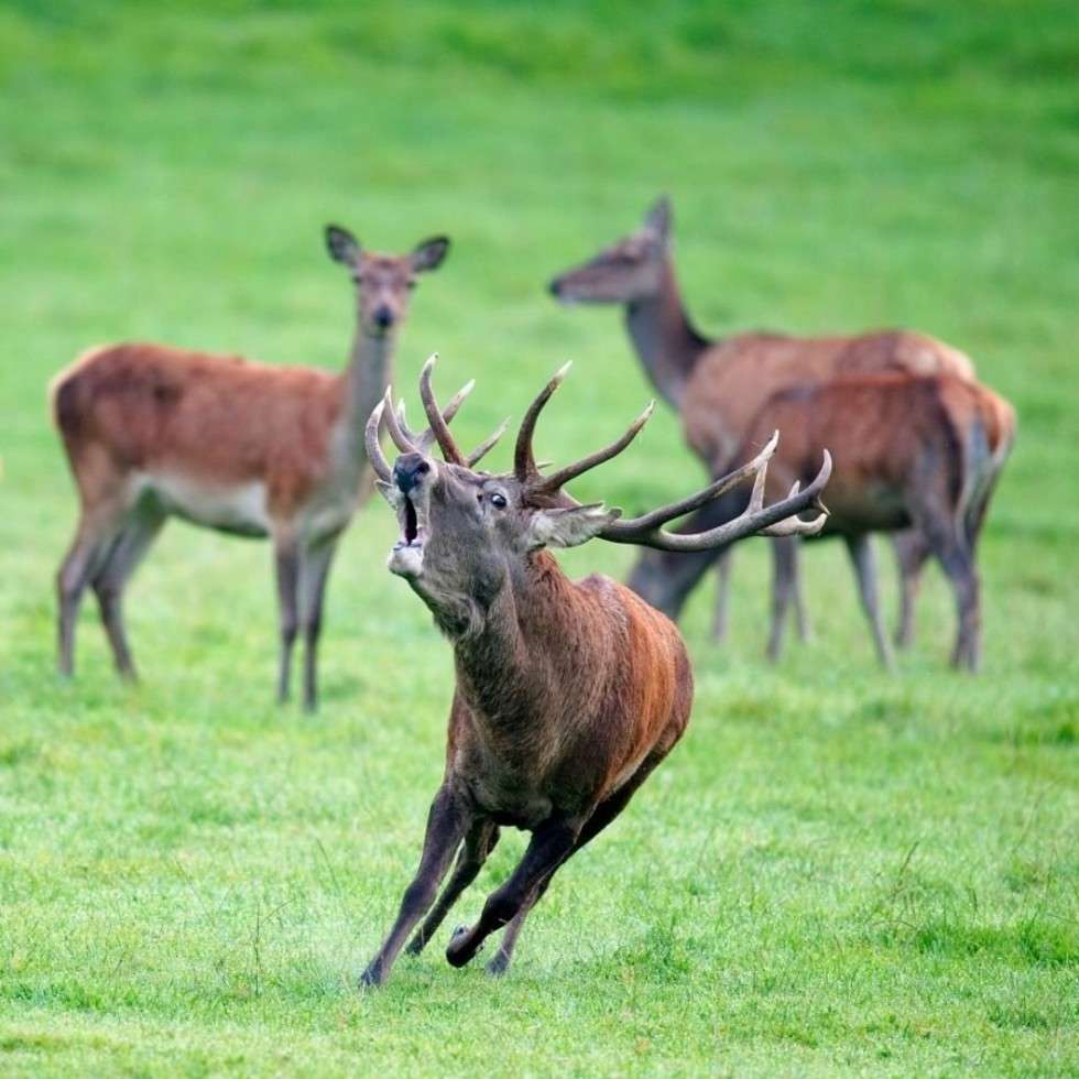  37 głosów zdobyło zdjęcie jelenia szlachetnego, zrobione w belgijskim lesie koło Han-sur-Lesse. 

