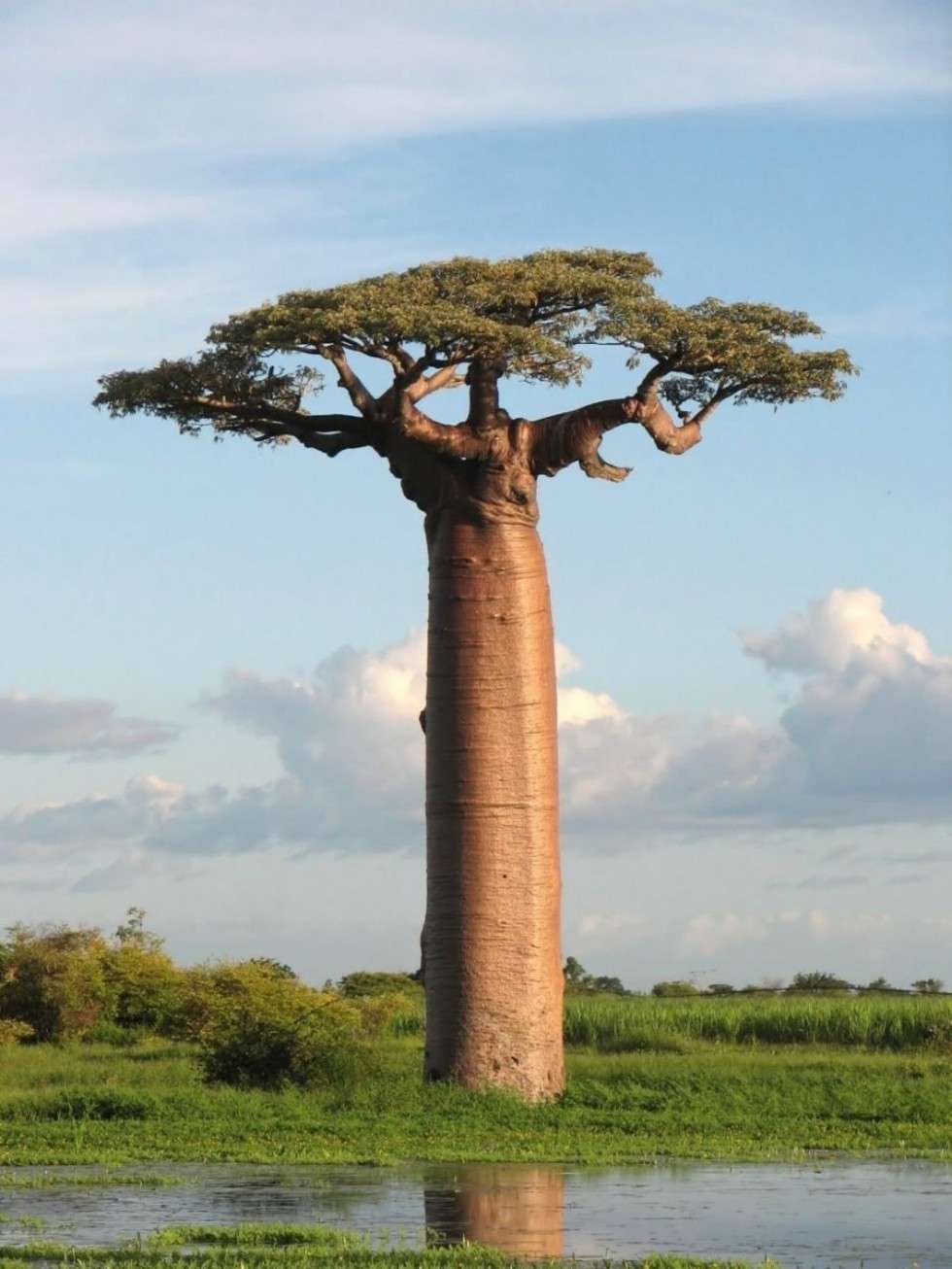  Zdjęcie Baobabu grandidiera - największego z sześciu gatunków tych drzew na Madagaskarze. Ten sam  gatunek baobabu został przedstawiony w filmie Madagaskar (2005) jako ogromne drzewo w centrum wyspy. 