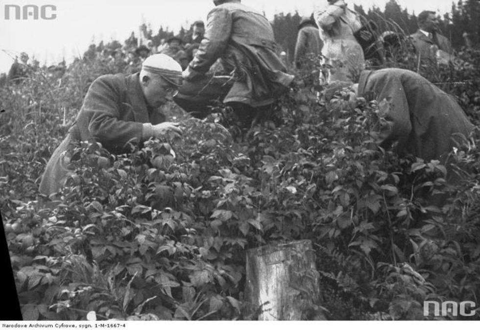  IV Międzynarodowy Wyścig Tatrzański, Kibice w oczekiwaniu na przejazd samochodów zbierają borówki i jagody.

Data wydarzenia: 1931-08 

