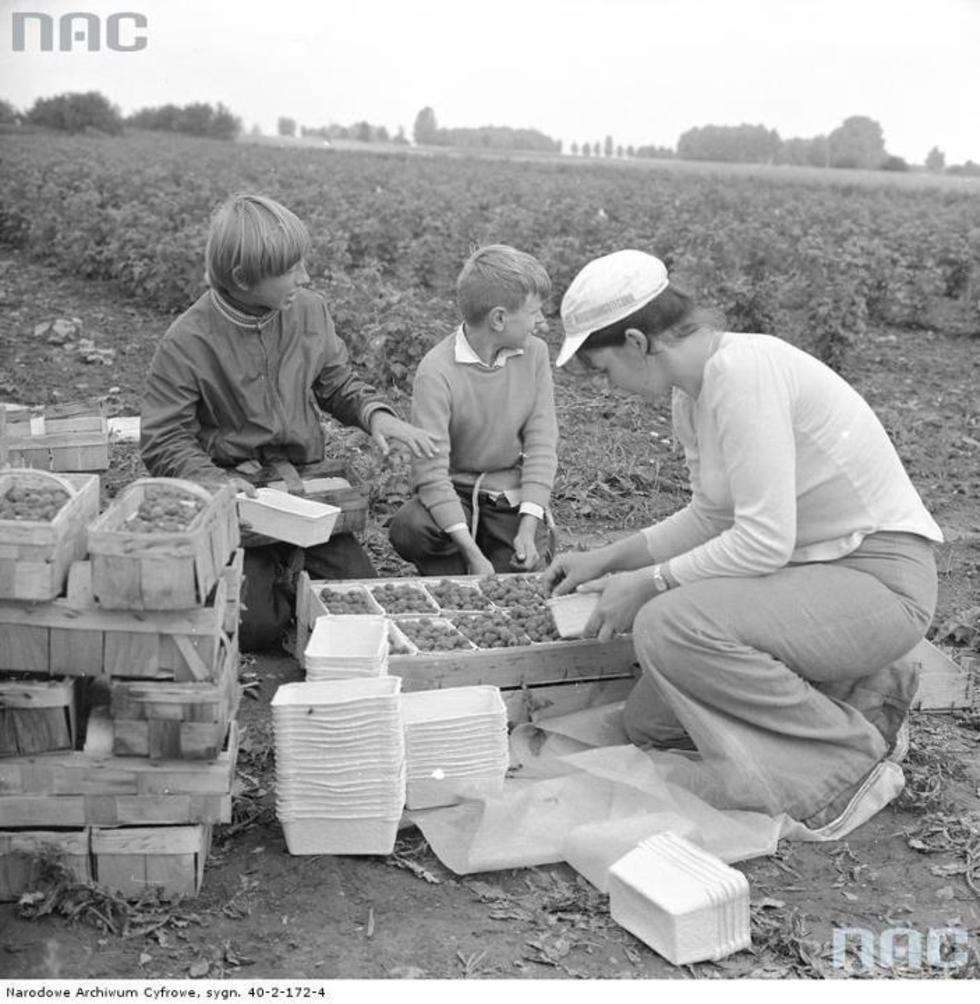  Zbiór malin w okolicach Płońska, Kobieta i dwaj chłopcy przesypują na polu maliny z łubianek do tekturowych pojemników.

Data wydarzenia: 1977-07 