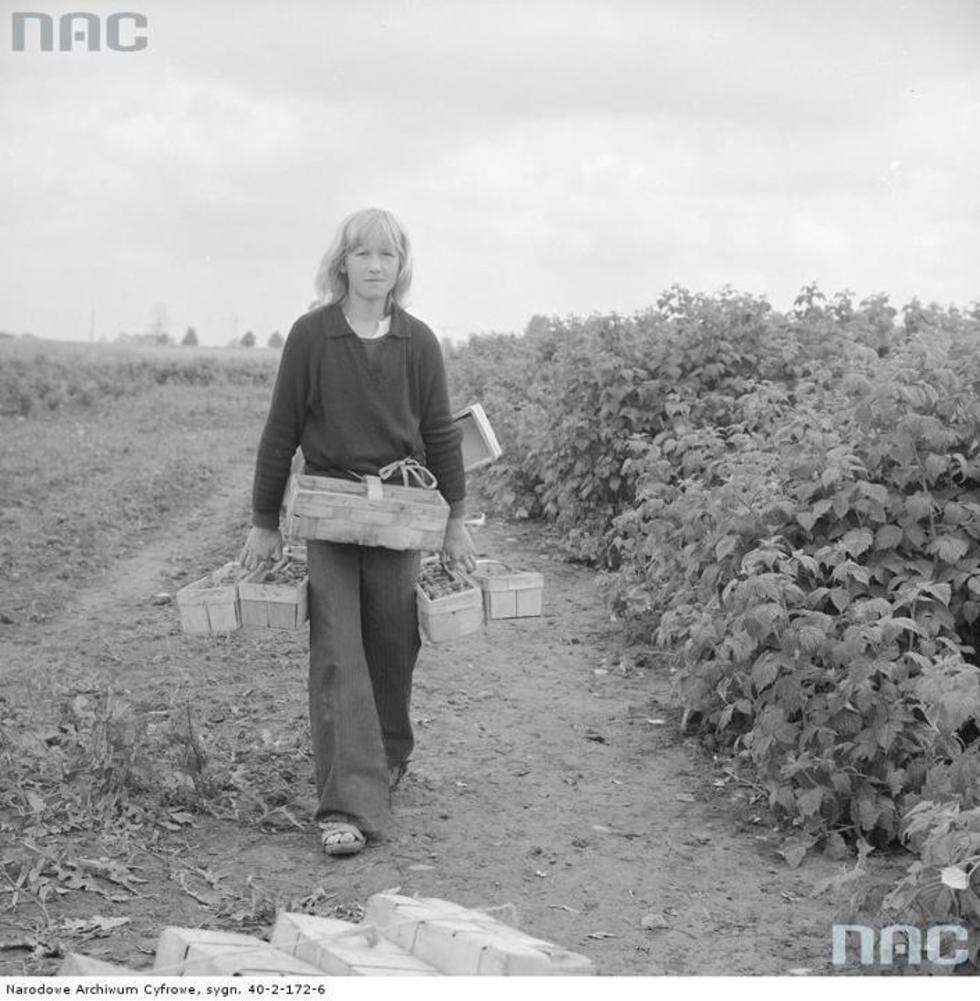  Zbiór malin w okolicach Płońska Dziewczynka z łubiankami na plantacji malin.

Data wydarzenia: 1977-07 
