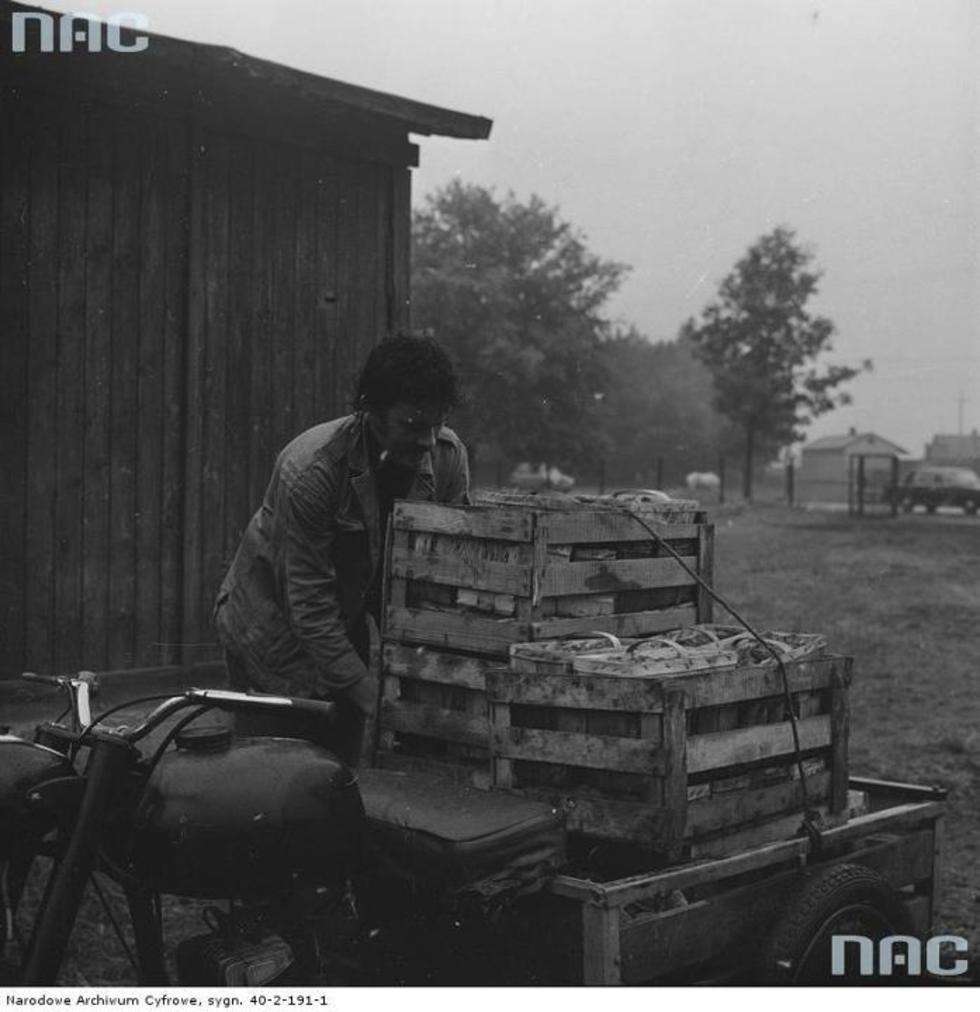  Punkt skupu owoców przy ul. Ostrzykowizna w Zakroczymiu Henryk Cieślak zdejmuje z wózka o napędzie motocyklowym skrzynki z malinami.

Data wydarzenia: 1981-07-14 
