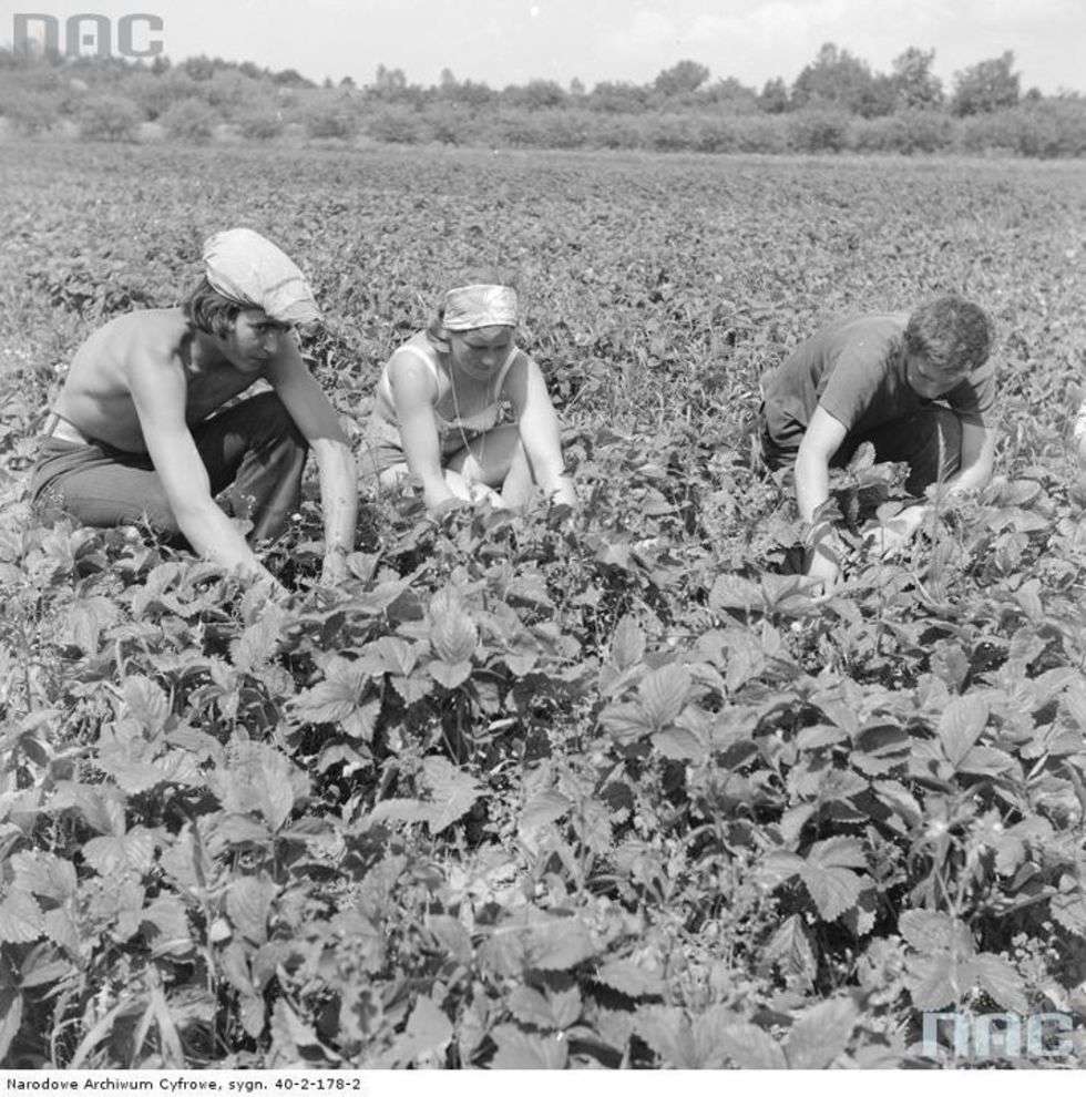  Zbiór i skup truskawek w powiecie garwolińskim 

Grupa młodzieży podczas pracy na polu przy zbiorze truskawek.

Data wydarzenia: 1973-06 