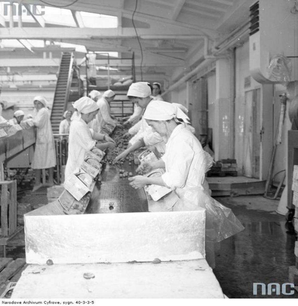  Zakład produkcyjny Przedsiębiorstwa Handlu Zagranicznego "Hortex" 

Kobiety podczas pracy przy taśmie z truskawkami.

Data wydarzenia: 1969-06 
