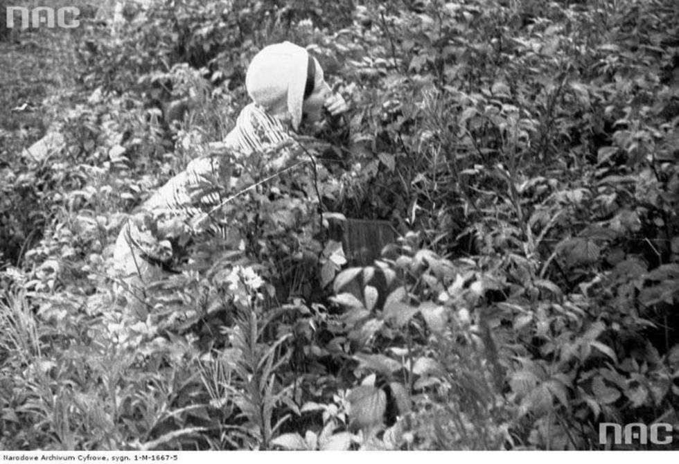  IV MIędzynarodowy Wyścig Tatrzański Kobieta w oczekiwaniu na przejazd samochodów zbiera borówki i jagody.

Data wydarzenia: 1931-08 
