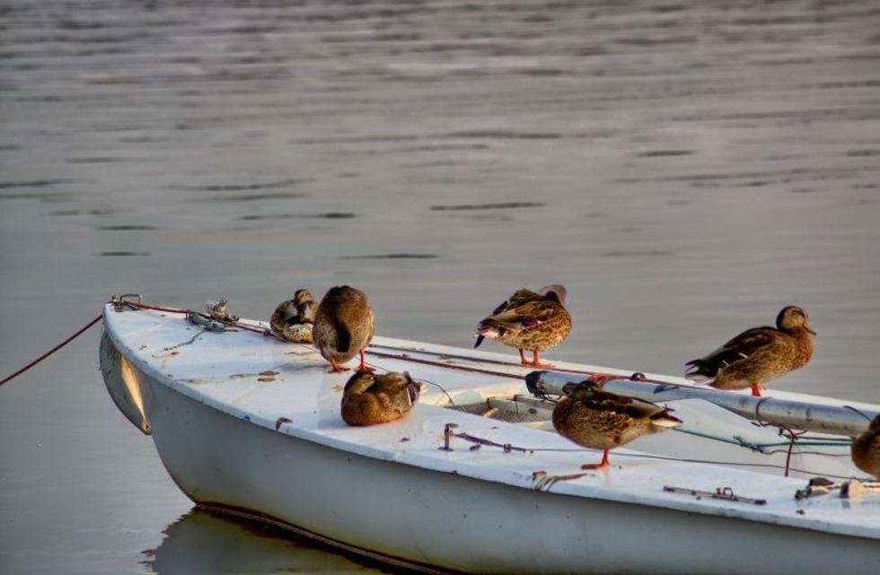  Rejs na gapę. Zdjęcie wykonane nad Zalewem Zemborzyckim. Kaczki szykują się do przeprawy na drugi brzeg. 

