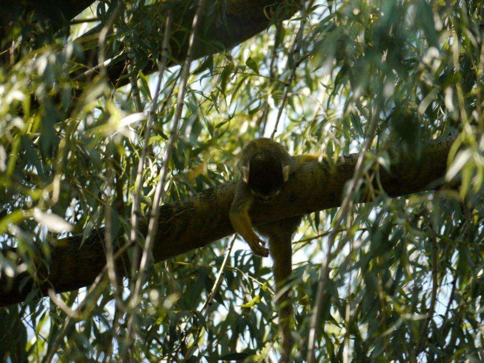  Zamość: Strażacy ściągali małpę z drzewa. Usnęła (zdjęcie 4) - Autor: Zoo w Zamościu