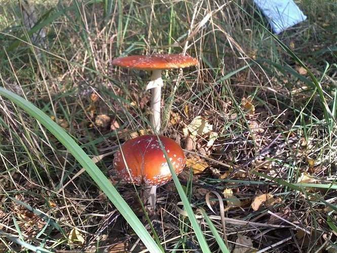 Wysyp grzybów w janowskich lasach