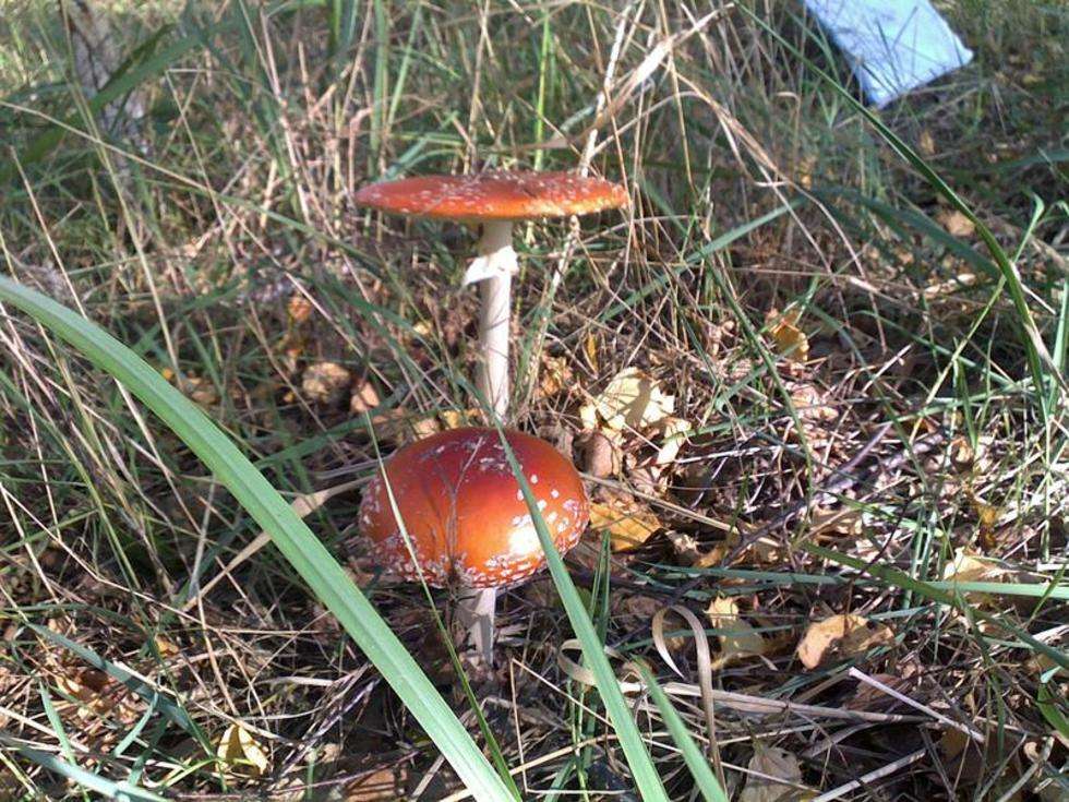  Wysyp grzybów w janowskich lasach (zdjęcie 8) - Autor: Jerzy