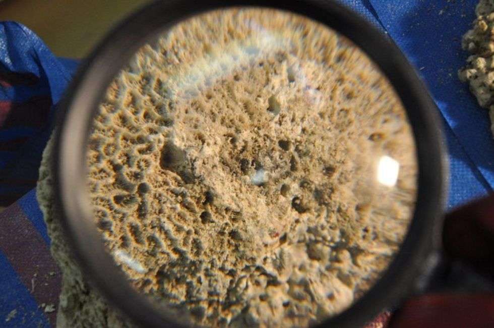  Służba Celna przejęła ponad pół tony koralowców  (zdjęcie 3) - Autor: Izba Celna w Białej Podlaskiej