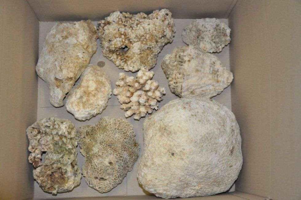  Służba Celna przejęła ponad pół tony koralowców  (zdjęcie 5) - Autor: Izba Celna w Białej Podlaskiej