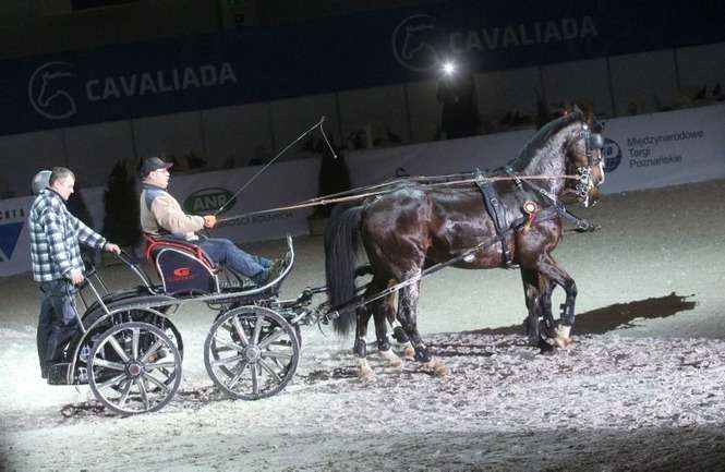 Cavaliada w Lublinie 