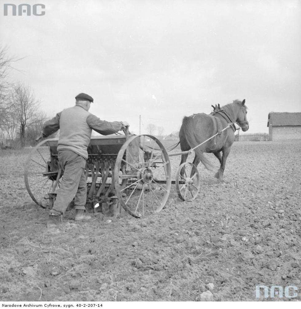  Wiosenne prace polowe w okolicach Puław. Rolnik sieje zboże siewnikiem zaprzężonym do konia.<br>Data wydarzenia: 1970<br /><br /> Autor:<a href="http://www.nac.gov.pl/"> NAC</a>