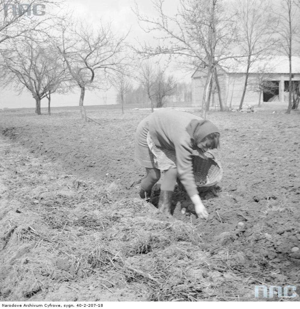  Wiosenne prace polowe w okolicach Puław. Rolniczka sadzi ziemniaki.<br>Data wydarzenia: 1970<br /><br /> Autor:<a href="http://www.nac.gov.pl/"> NAC</a>
