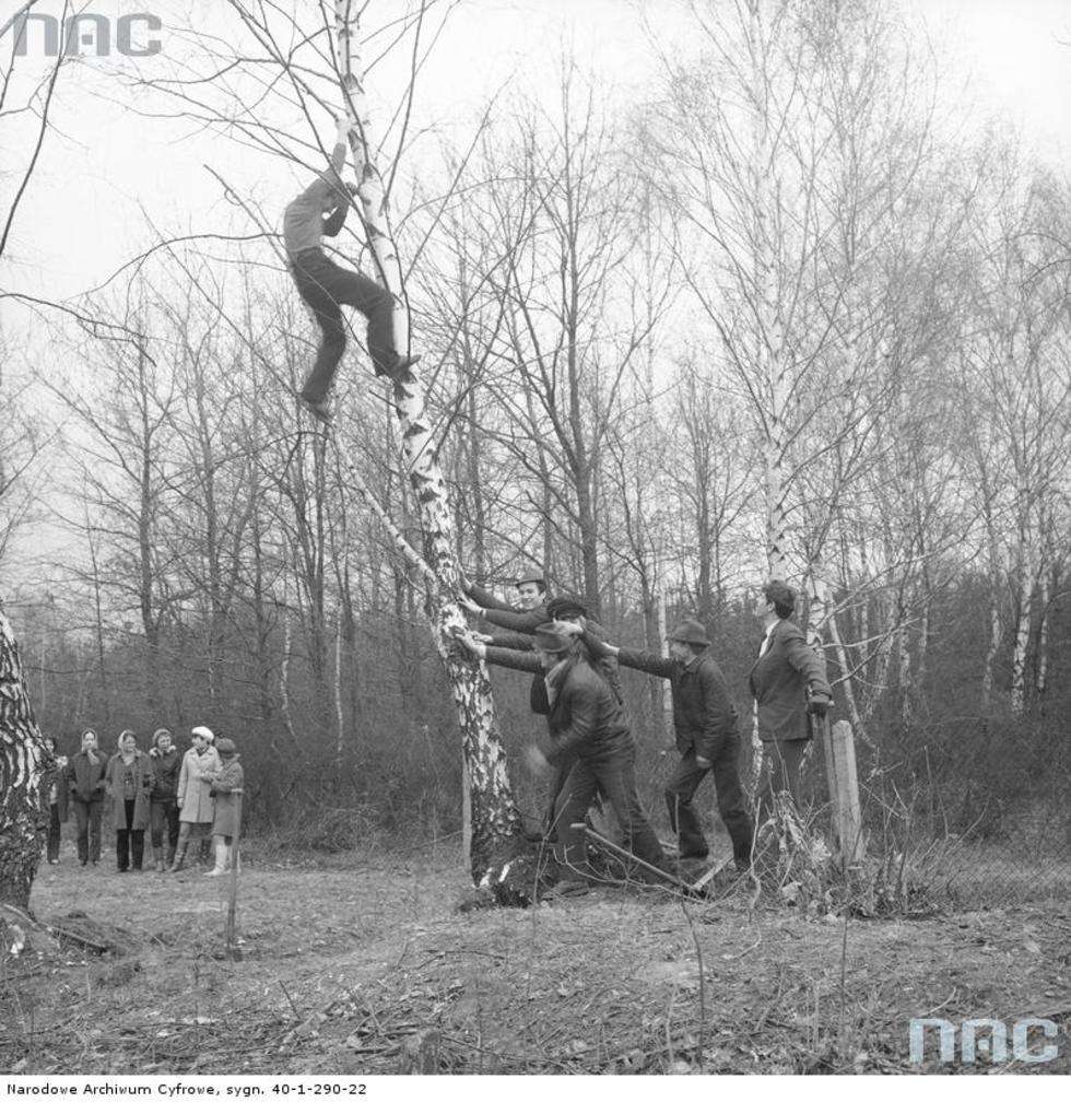  Akcja "Wiosna Czynów". Wycinanie drzewa.<br>Data wydarzenia: 1970-04-12<br /><br /> Autor:<a href="http://www.nac.gov.pl/"> NAC</a>