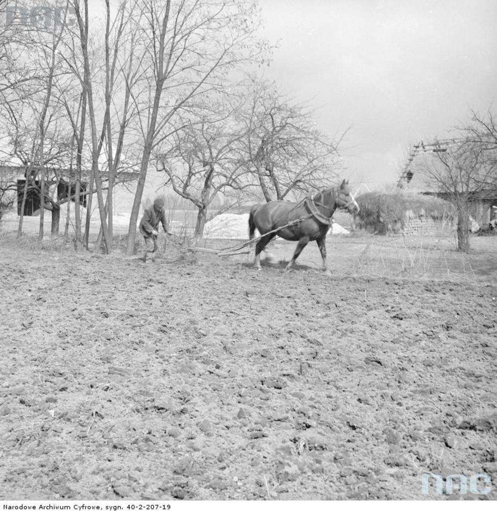  Wiosenne prace polowe w okolicach Puław. Rolnik orze pole pługiem jednoskibowym zaprzężonym do konia.<br>Data wydarzenia: 1970<br /><br /> Autor:<a href="http://www.nac.gov.pl/"> NAC</a>