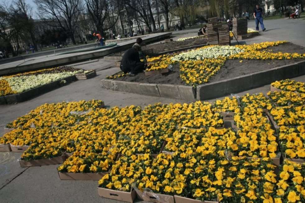 Wiosenne porządki na placu Litewskim (zdjęcie 7) - Autor: Wojciech Nieśpiałowski