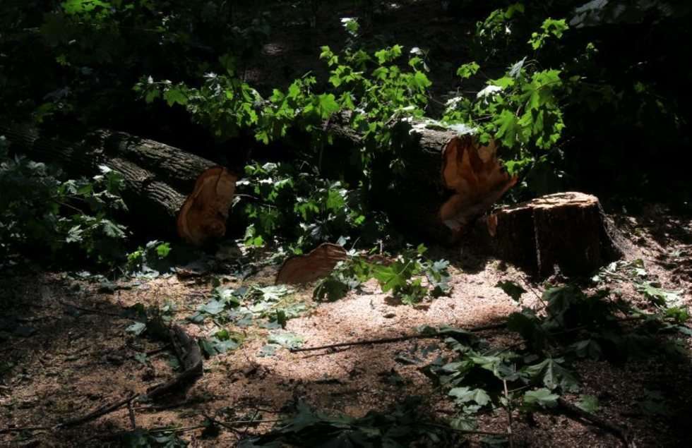  Remont w Ogrodzie Saskim (zdjęcie 8) - Autor: Dorota Awiorko - Klimek
