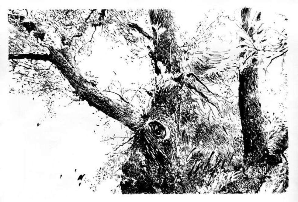  Wystawa rysunków Anny Staniak w „Siódmym Lesie”   - Autor: Katarzyna Brzezicka