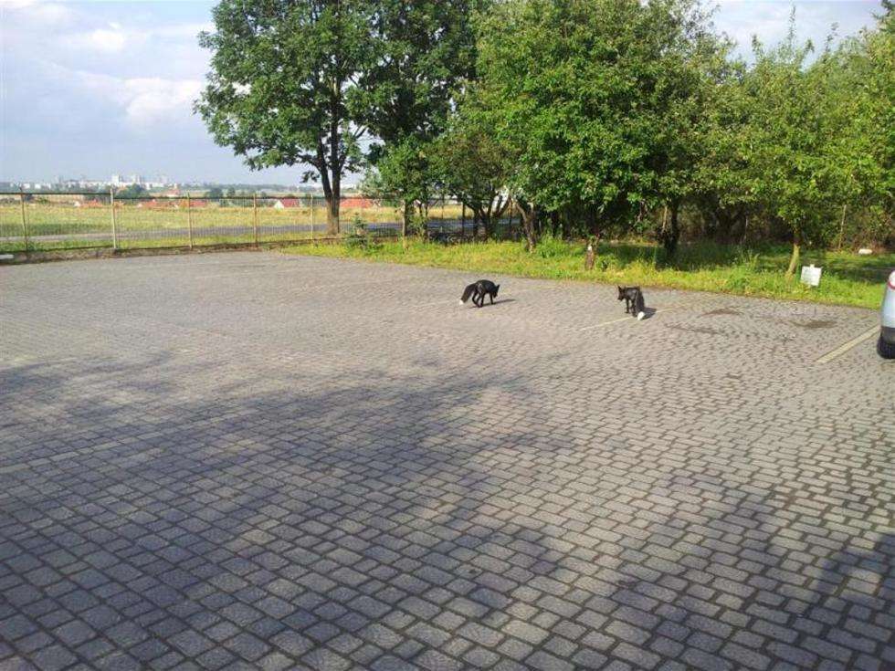  Czarne lisy w Abramowicach Prywatnych (zdjęcie 8) - Autor: Mariusz Żółkowski / Alarm24