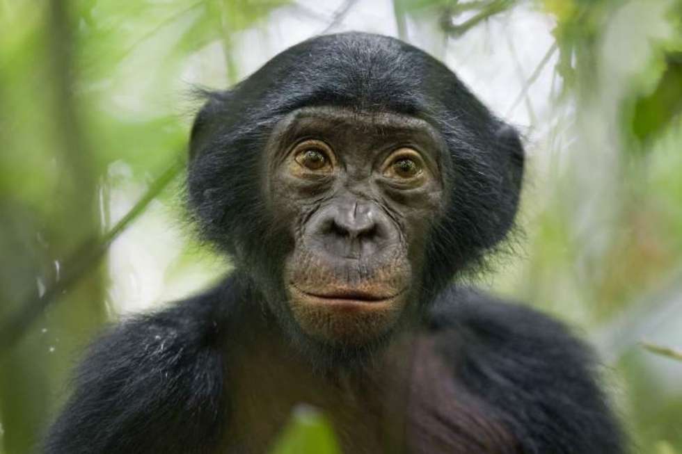  3rd Prize Nature Stories    25 January 2011, Congo  A five-year-old bonobo turns out to be the most curious individual of a wild group of bonobos near the Kokolopori Bonobo Reserve, in the Democratic Republic of Congo.  Despite being humans&#8217; closest living relatives, little is known about Bonobos and their behavior in the wild in remote parts of the Congo basin. Bonobos are threat-ened by habitat loss and bush meat trade.