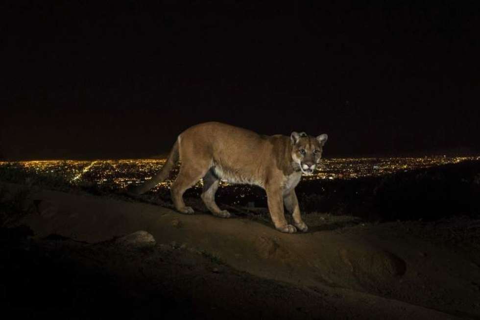  1st Prize Nature Stories     02 March 2013, Los Angeles, USA  A cougar walking a trail in Los Angeles&#8217; Griffith Park is captured by a camera trap. To reach the park, which has been the cougar&#8217;s home for the last two years it had to cross two of the busiest highways in the US.  Cougars are among the most adaptable and widespread terrestrial mammals in the Western Hemisphere, with a range that extends from the tip of Chile to the Ca-nadian Yukon. They are increasingly being seen in and around towns and cities, including Los Angeles and in the Hollywood Hills. Fear of these secretive cats, combined with a lack of adequate public knowledge, tends to justify the thousands of cougars killed every year. Scientists in Wyoming&#8217;s Teton National Forest are out-fitting them with GPS collars and camera trapping to learn more about basic be-haviors and to lift the veil of mystery surrounding them.