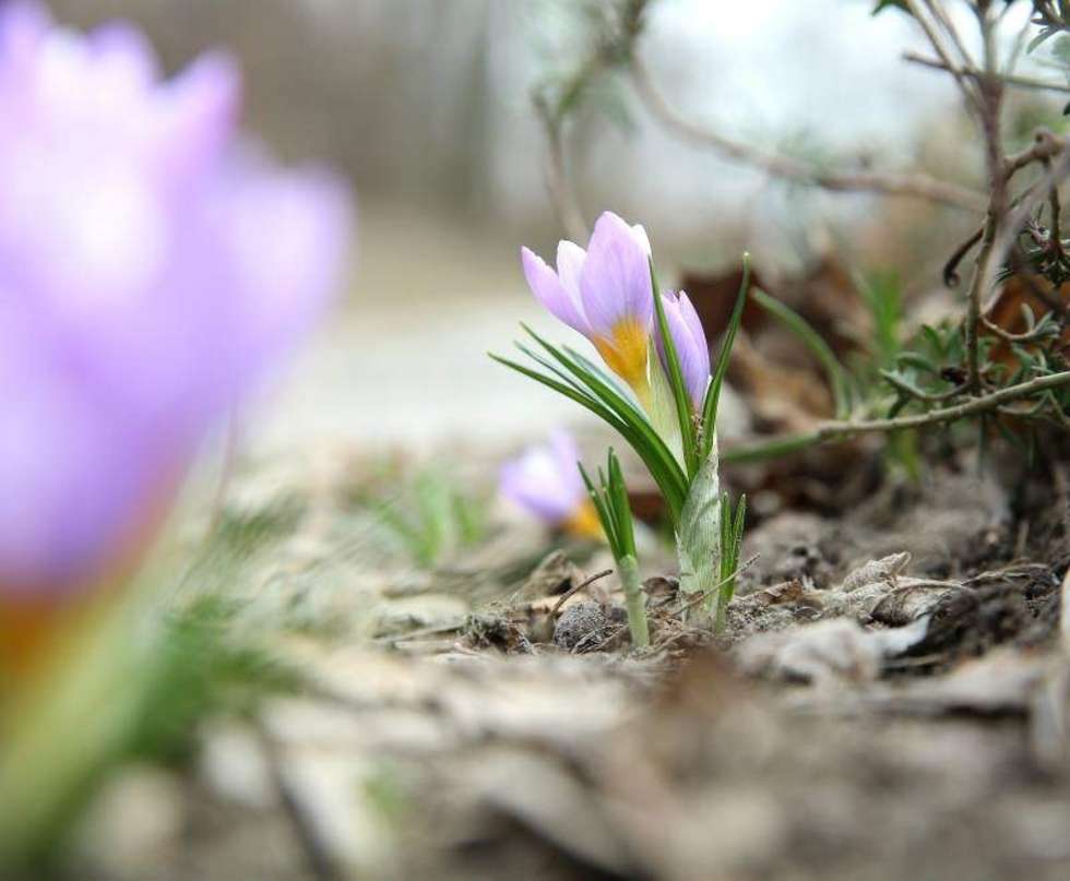  Wczesna wiosna umożliwia prace porządkowe w Ogrodzie Botanicznym UMCS. W szklarni ogrodnicy przygotowują rozsadę. Fot. Maciej Kaczanowski