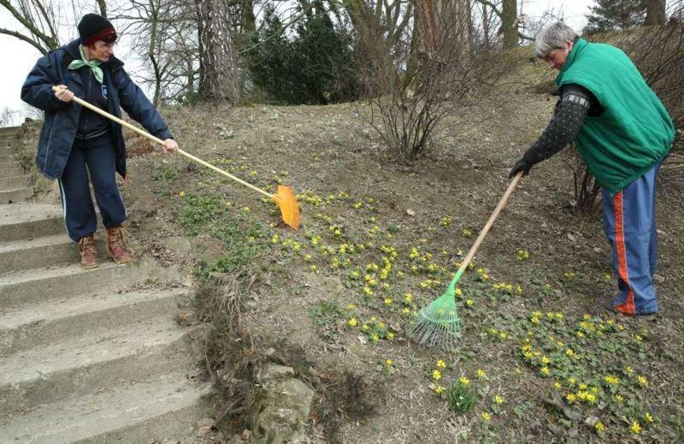  Wczesna wiosna umożliwia prace porządkowe w Ogrodzie Botanicznym UMCS. W szklarni ogrodnicy przygotowują rozsadę. Fot. Maciej Kaczanowski