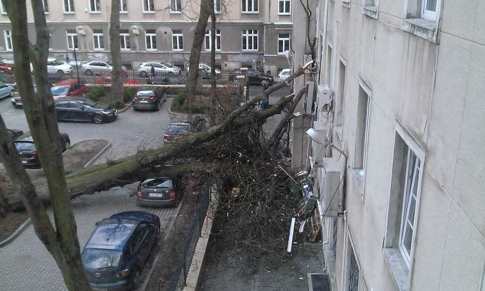  Drzewo przewróciło się na budynek Urzędu Skarbowego (zdjęcie 4) - Autor: Maciej Kaczanowski