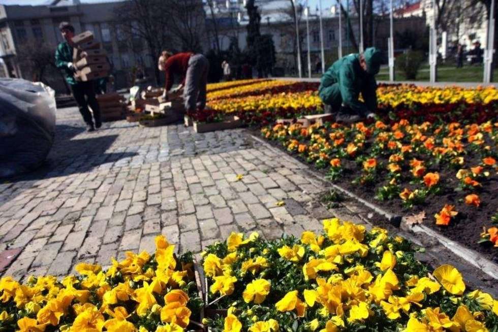  Sadzenie bratków na placu Litewskim