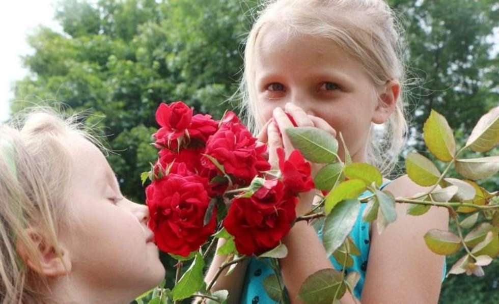  Święto Róż w Końskowoli (zdjęcie 13) - Autor: Dorota Awiorko-Klimek