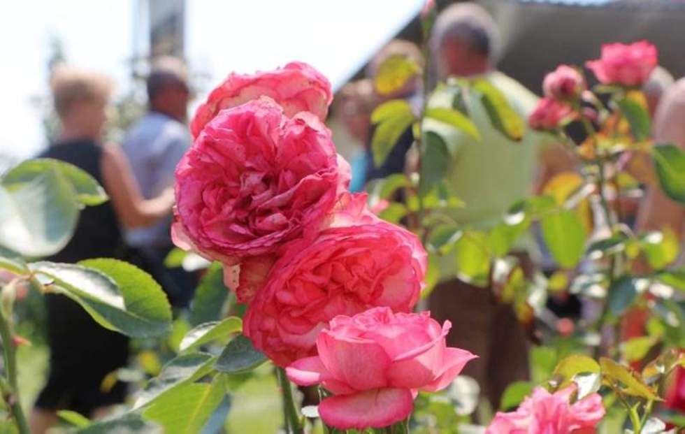  Święto Róż w Końskowoli (zdjęcie 16) - Autor: Dorota Awiorko-Klimek