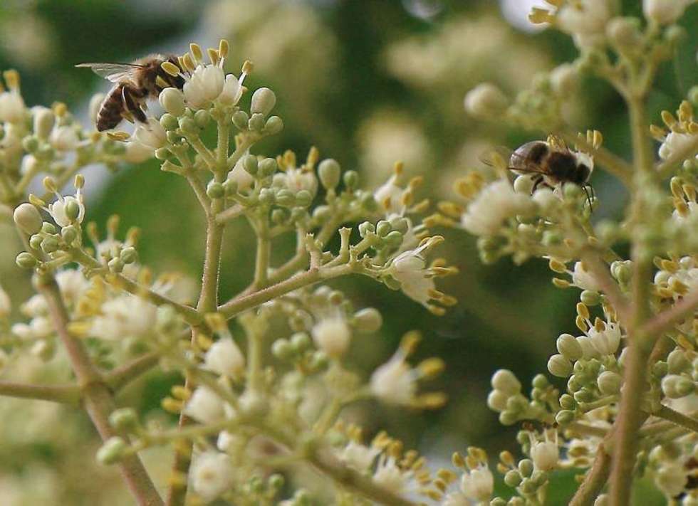  Wielki Dzień Pszczół w Ogrodzie Botanicznym UMCS. Fot. Maciej Kaczanowski