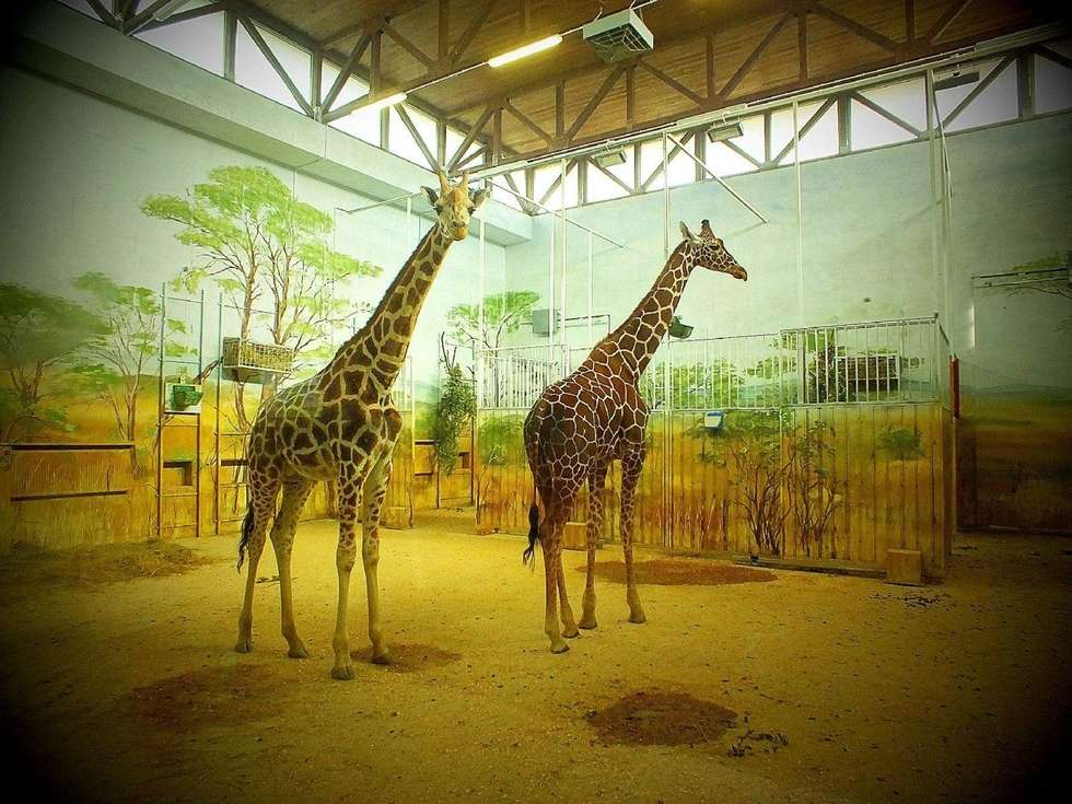  Żyrafy w zoo w Zamościu (zdjęcie 3) - Autor: Zoo w Zamościu