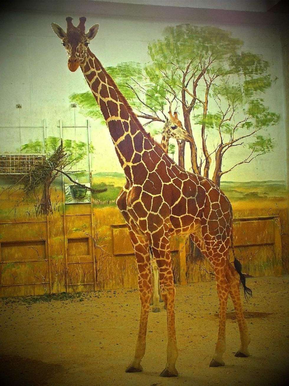  Żyrafy w zoo w Zamościu (zdjęcie 4) - Autor: Zoo w Zamościu