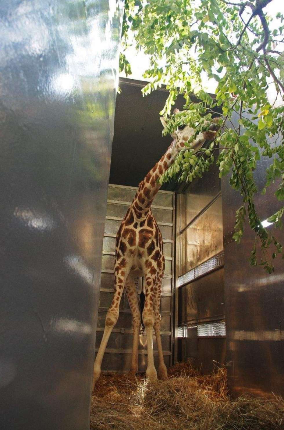  Żyrafy w zoo w Zamościu (zdjęcie 9) - Autor: Zoo w Zamościu