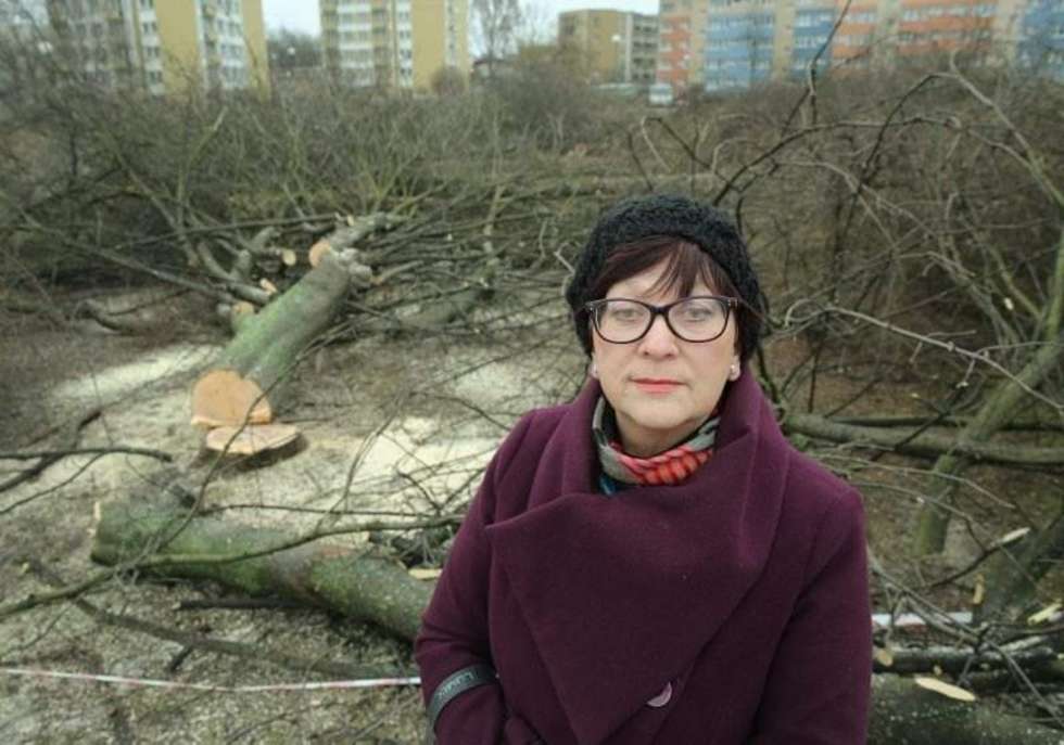  Wycinka drzew na skwerze między ul Krańcową i Drogą Męczenników Majdanka. Fot. Maciej Kaczanowski