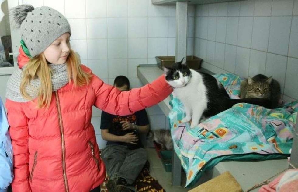 Dzień kota w lubelskim schronisku dla zwierząt i koty przeznaczone do adopcji. Fot. Maciej Kaczanowski