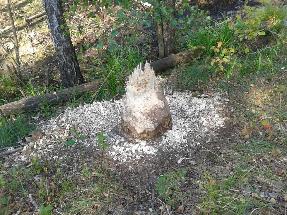  Bobry ścięły drzewo na tory (zdjęcie 2) - Autor: Policja