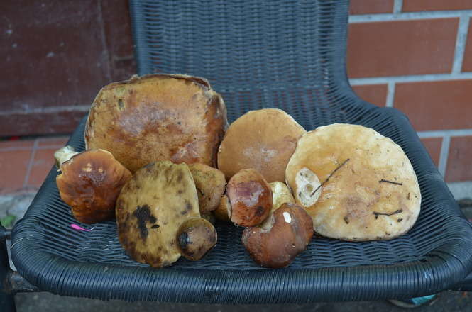 Zdjęcia grzybów