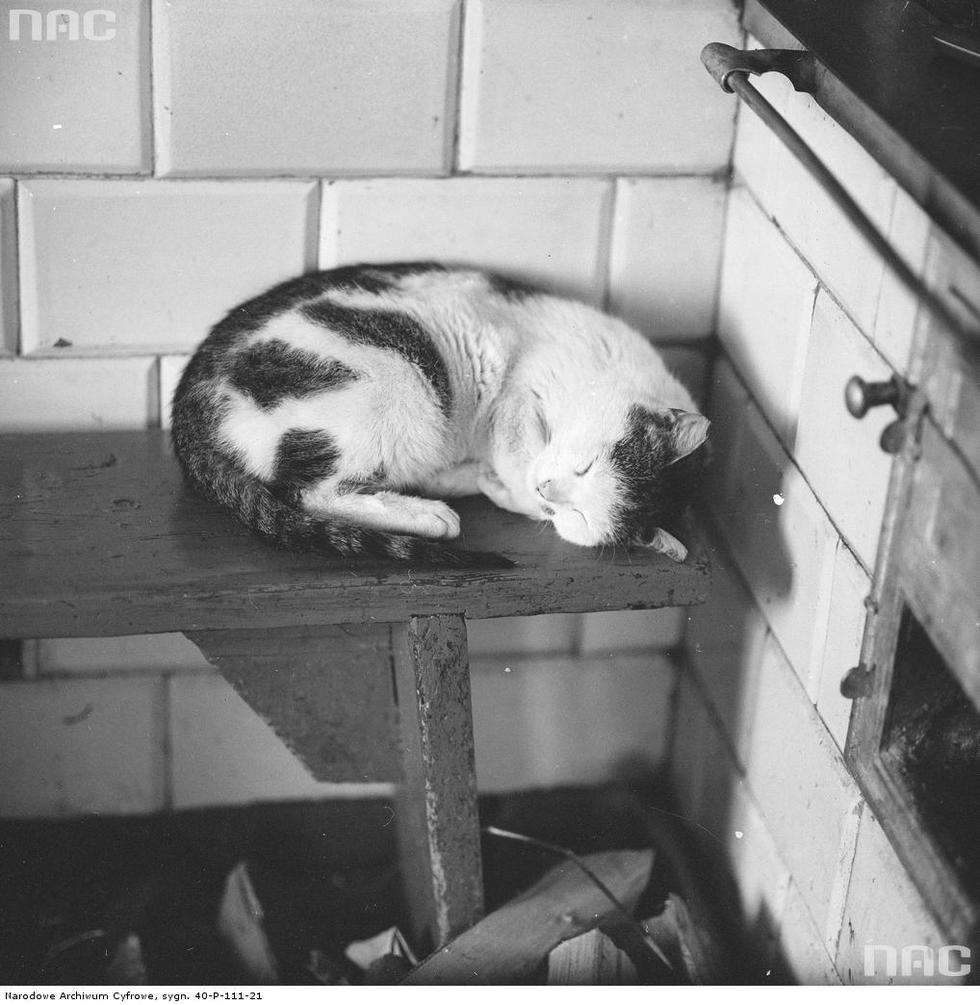  <p>Koty przy okazji. Jeden wiejski, drugi miejski. Ten, bezimienny sfotografowany przez Grażynę Rutowską między 1967 a 1988 rokiem</p>
