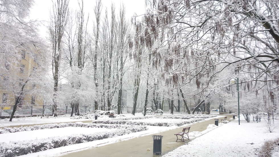  Zimowy Ogród Saski (zdjęcie 2) - Autor: Krystian Lendas