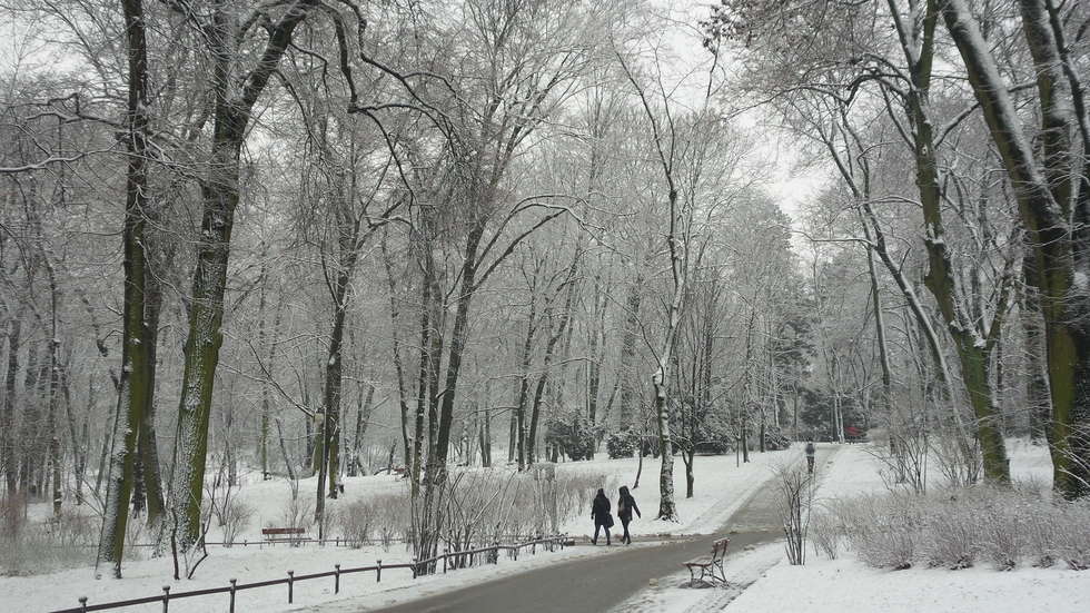  Zimowy Ogród Saski (zdjęcie 5) - Autor: Krystian Lendas