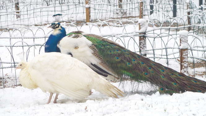 Zimowy Ogród Saski - Autor: Krystian Lendas