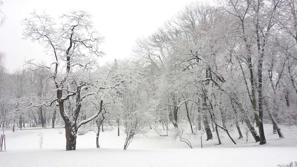  Zimowy Ogród Saski (zdjęcie 6) - Autor: Krystian Lendas