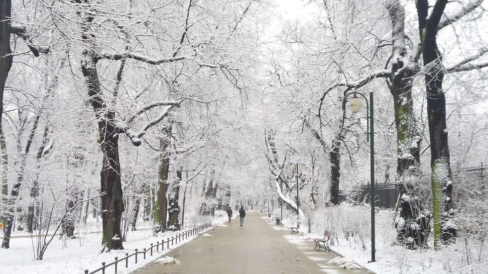  Zimowy Ogród Saski (zdjęcie 3) - Autor: Krystian Lendas